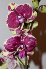 Orchids are my second hobby: Phal. Silva