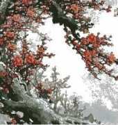 Plum Blossoms 1