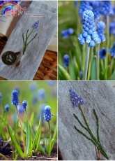 Muscari by Kazuko Aoki