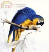 Golden Kite 1311 - Blue and Yellow Macaw