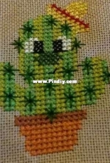 Little Cactus