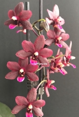 Orchids are my second hobby: Phal. Black Pearl