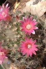 flowers my cactus !!