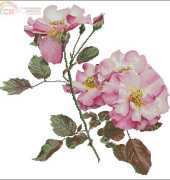 Thea Gouverneur TG 412 Pink Roses XSD