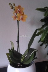 Orchids are my second hobby: Phal. Auberge