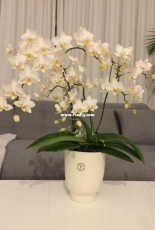 Orchids are my second hobby: Phal. Soft Cloud