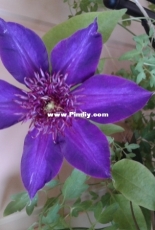 Clematis in my balcony