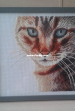 Lanarte 35174 cat close-up