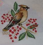 bird