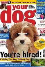 Your Dog- June 2018