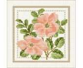 Ellen Maurer Stroh EMS - Flower of the Month - June - Wild Rose PCS