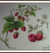 Brodeuses Parisiennes   Etude aux framboises