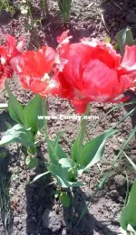Tulips in my garden