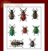 Beetle Collection by Jill Oxton from Jill Oxton's Cross Stitch 44 XSD