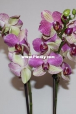 Orchids are my second hobby: Phal. Palermo
