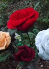 my roses