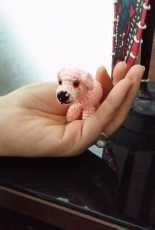Miniatur dog