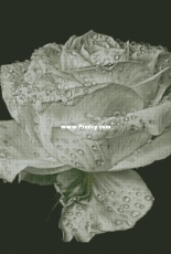 Chimera Morning Dew
