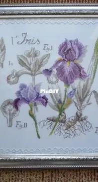 DFEA etude botanique Iris