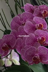 Orchids are my second hobby: Phal. Sublime Experanca