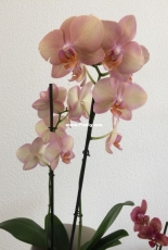 Orchids are my second hobby: Phal. Legato