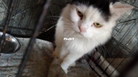 My Cutie cat, Putput