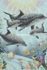 Dimensions Dolphin Morning