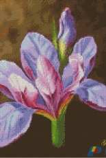 Gerdamoon B011,Lilac iris on a brown background