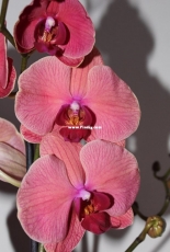 Orchids are my second hobby: Phal. Narbonne