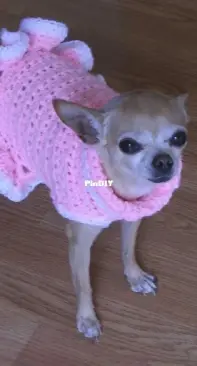 Ozarknomad - Toni Lansing - Cha-Cha Dog Sweater