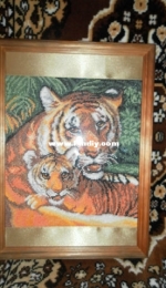 Tigers