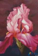 Gerdamoon B012, Pink iris