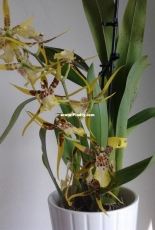 Orchids are my second hobby: Brassia Rex