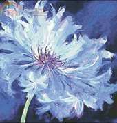 I Love cross stitch Cornflower Bluer