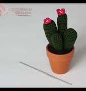Magic Phylum - Cristina Uggeri - Cactus Fiorito! - Italian