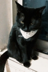 my work  Kitty's little scarf