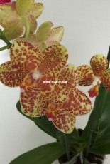 Orchids are my second hobby: Phal. Cali Style