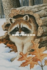 Chimera - H446 Raccoon