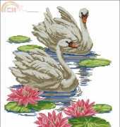 OOE 03520 Swans
