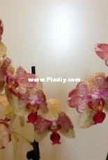 Orchids are my second hobby: Phal. Maya