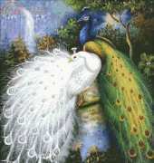 HAUKUN A043 Peacock