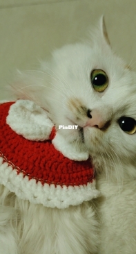 cat scarf