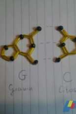 guanin cytosin