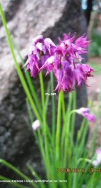 Allium in my garden