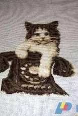 Gato vervaco