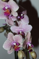 Orchids are my second hobby: Phal. Sangyong