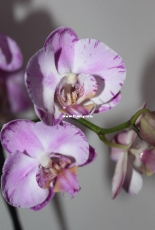 Orchids are my second hobby: Phal. no-named (big-lip)