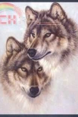 Husky Wolves