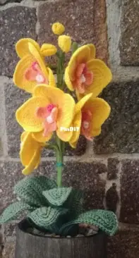 Mini Phal Orchid