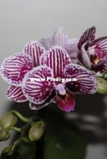 Orchids are my second hobby: Phal. Taida Zebra